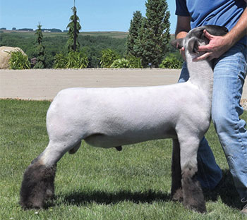 AWTR Club Lambs :: Sires